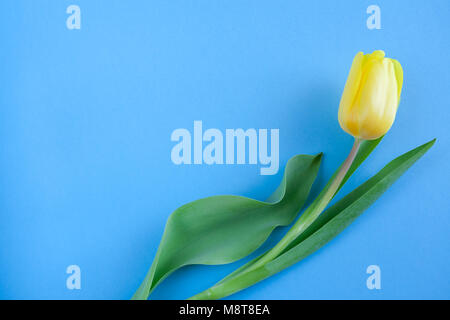 Floral background lumineux et minimaliste. Une tulipe jaune sur fond bleu avec copie espace. Banque D'Images