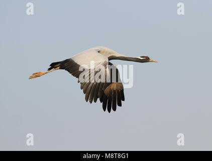 Dans Jufferkraanvogel viaje en avión ; grue Demoiselle (Anthropoides virgo) en vol Banque D'Images