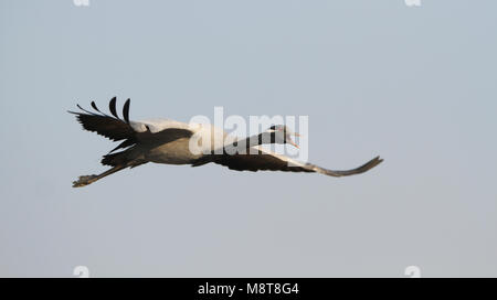 Dans Jufferkraanvogel viaje en avión ; grue Demoiselle (Anthropoides virgo) en vol Banque D'Images