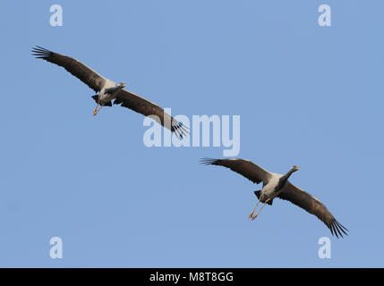 Dans Jufferkraanvogel viaje en avión ; grue Demoiselle (Anthropoides virgo) en vol Banque D'Images