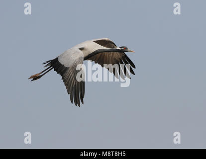 Dans Jufferkraanvogel viaje en avión ; grue Demoiselle (Anthropoides virgo) en vol Banque D'Images