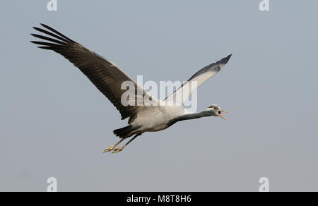 Dans Jufferkraanvogel viaje en avión ; grue Demoiselle (Anthropoides virgo) en vol Banque D'Images