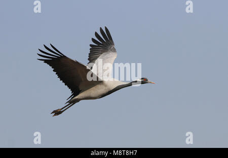 Dans Jufferkraanvogel viaje en avión ; grue Demoiselle (Anthropoides virgo) en vol Banque D'Images