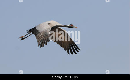 Dans Jufferkraanvogel viaje en avión ; grue Demoiselle (Anthropoides virgo) en vol Banque D'Images