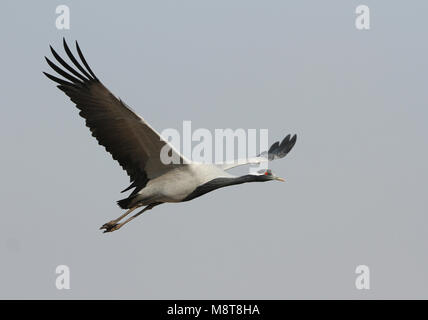 Dans Jufferkraanvogel viaje en avión ; grue Demoiselle (Anthropoides virgo) en vol Banque D'Images