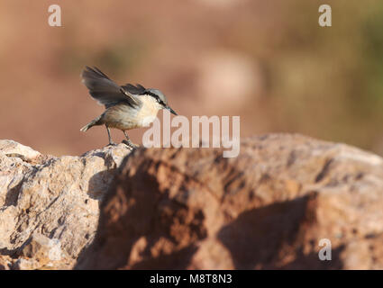 Rotsklever ; Western Rock blanche (Sitta neumayer) Banque D'Images