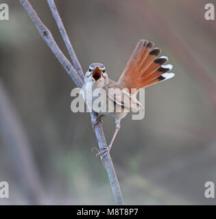 Zingende Oostelijke Rosse Waaierstaart ; chanter Bruant à queue de l'est-Scrub robin, Cercotrichas galactotes familiaris/syriaca Banque D'Images