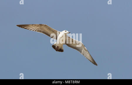 Mouette en vol de steppe Banque D'Images