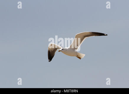 Mouette en vol de steppe Banque D'Images