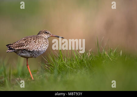 Tureluur en gras ; Garrot à oeil d'adulte en gras Banque D'Images