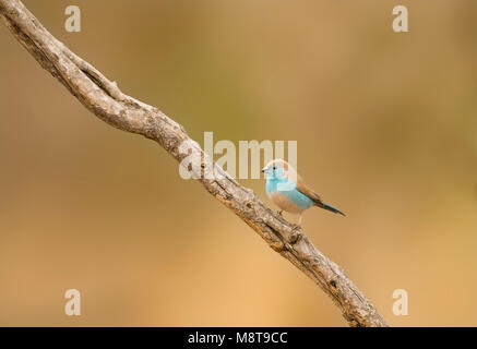 Angolees Blauwfazantje, Blue Waxbill, Uraeginthus angolensis Banque D'Images