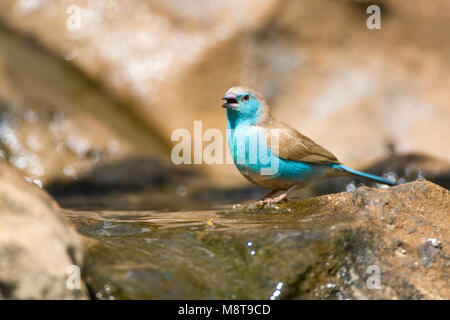 Angolees Blauwfazantje, Blue Waxbill, Uraeginthus angolensis Banque D'Images