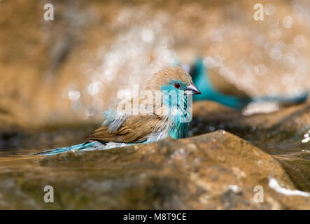 Angolees Blauwfazantje, Blue Waxbill, Uraeginthus angolensis Banque D'Images