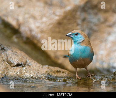 Angolees Blauwfazantje, Blue Waxbill, Uraeginthus angolensis Banque D'Images