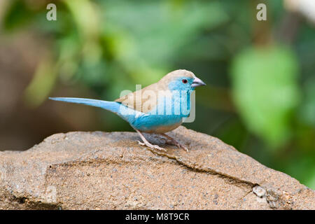 Angolees Blauwfazantje, Blue Waxbill, Uraeginthus angolensis Banque D'Images