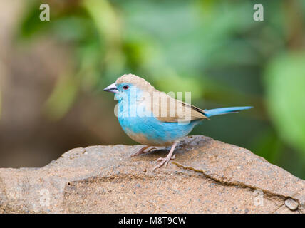 Angolees Blauwfazantje, Blue Waxbill, Uraeginthus angolensis Banque D'Images