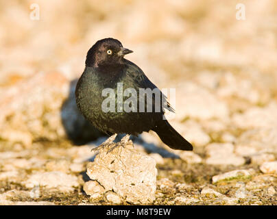 Troepiaal brasseurs brasseurs ; Blackbird ; Banque D'Images