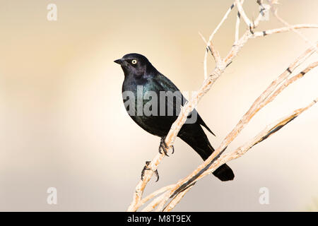 Homme Troepiaal brasseurs brasseurs ; mâle Blackbird Banque D'Images