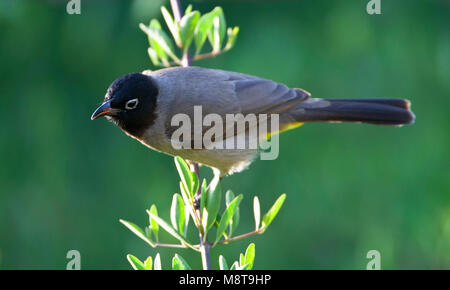 Arabische Buulbuul-Blanc, ours à lunettes, Bulbul Pycnonotus xanthopygos Banque D'Images