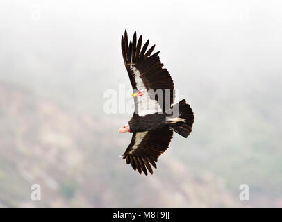 Californische Condor Condor de Californie ; Banque D'Images