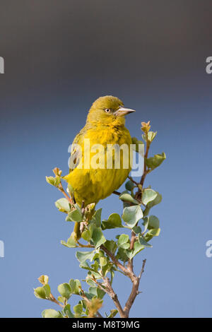 Bocage-wever en haut van struikje ; Cape Weaver en haut de Bush Banque D'Images