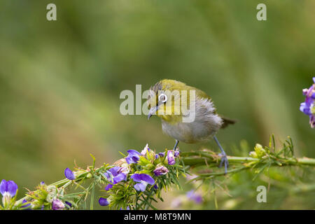 Dans struikje foeragerend Brilvogel Kaapse ; Cape White-eye en quête de broussailles Banque D'Images