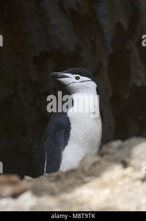 Manchot à jugulaire ; Keelbandpinguin Banque D'Images