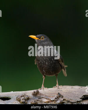 Merel, Merle noir, Turdus merula Banque D'Images