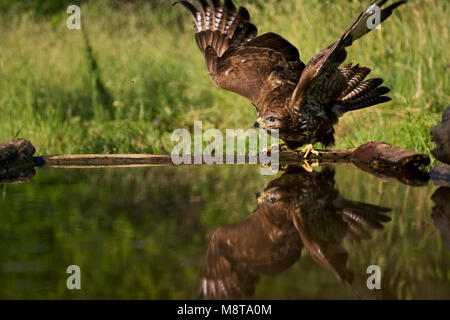 Buizerd wegvliegend ; Buse variable s'envoler Banque D'Images