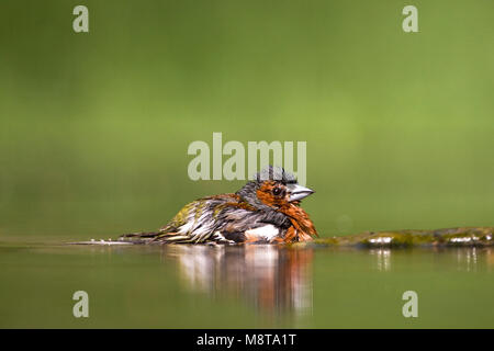 Badderend drinkplaats Mannetje Vink bij ; Hommes Chaffinch commun au site potable baignade Banque D'Images