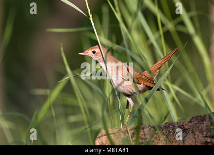 Dans verschuilend Nachtegaal vegetatie, fréquent dans le feuillage cache Nightingale Banque D'Images