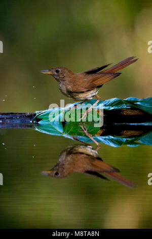 Nachtegaal boire en commun drinkend bosvijver ; Nightingale dans une piscine des forêts Banque D'Images