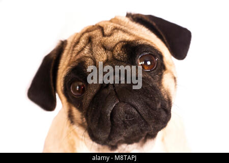 Le pug dog est assis et regarde directement dans la caméra. De grands yeux tristes. Banque D'Images