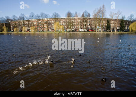 Meerkoet in de stad, Foulque macroule dans la ville Banque D'Images