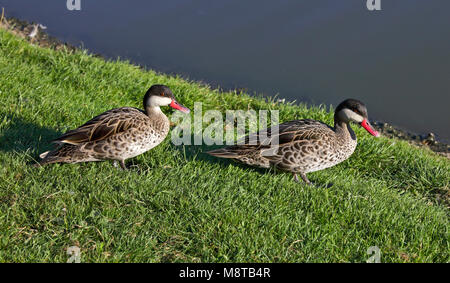 Les Canards pilets de bec rouge/rouge Bec Teal (anas erythrorhyncha) Banque D'Images