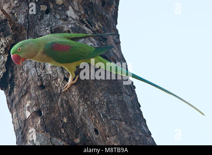 Alexanderparkiet zittend en een boom ; Alexandrine Parakeet Psittacula (eupartia) perchées dans un arbre Banque D'Images