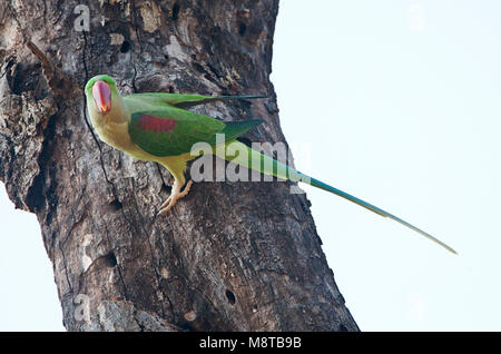 Alexanderparkiet zittend en een boom ; Alexandrine Parakeet Psittacula (eupartia) perchées dans un arbre Banque D'Images