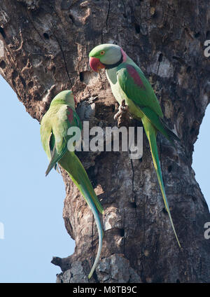 Alexanderparkiet zittend en een boom ; Alexandrine Parakeet Psittacula (eupartia) perchées dans un arbre Banque D'Images