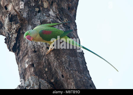 Alexanderparkiet zittend en een boom ; Alexandrine Parakeet Psittacula (eupartia) perchées dans un arbre Banque D'Images