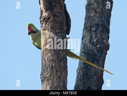 Alexanderparkiet zittend en een boom ; Alexandrine Parakeet Psittacula (eupartia) perchées dans un arbre Banque D'Images