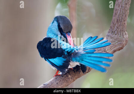 Poetsende Teugelijsvogel ; Blue-breasted Kingfisher au lissage Banque D'Images