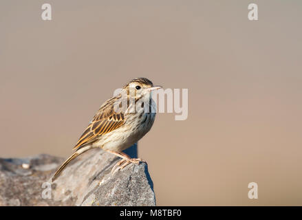 Berthelots Pieper, Berthelot Anthus Berthelotii, Sprague Banque D'Images