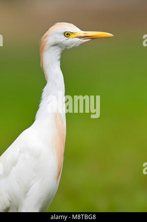 Koereiger, Héron garde-boeufs Bubulcus ibis, Banque D'Images