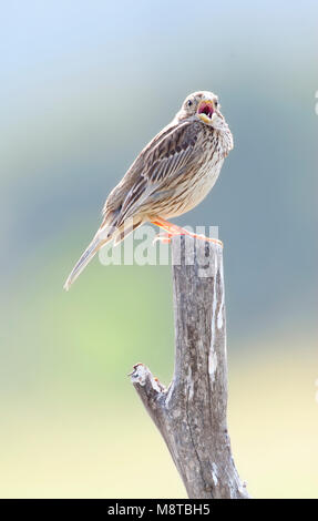 Grauwe Gors ; maïs ; Bunting Emberiza calandra Banque D'Images