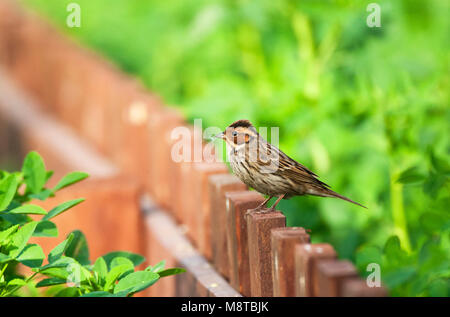 Dwerggors tuinhek zittend op een ; Little Bunting perché sur un jardin français Banque D'Images