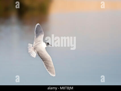 Dwergmeeuw, Mouette pygmée Larus minutus, Banque D'Images