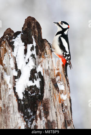 Grote Bonte Specht tegen een boom dans la taïga, besneeuwd pad bos pic perché contre un arbre dans une forêt de la taïga enneigée Banque D'Images