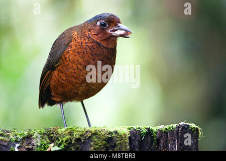 Reuzenmierpitta, Grallaire géante, Grallaria gigantea Banque D'Images