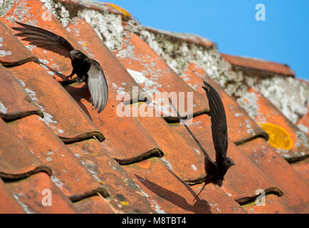 Gierzwaluw zittend op een dak van een huis ; Swift commun perché sur un toit Banque D'Images
