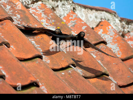 Gierzwaluw zittend op een dak van een huis ; Swift commun perché sur un toit Banque D'Images